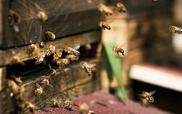 Honigbienen am Einflugloch.