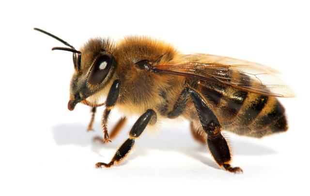 Die Westliche Honigbiene.