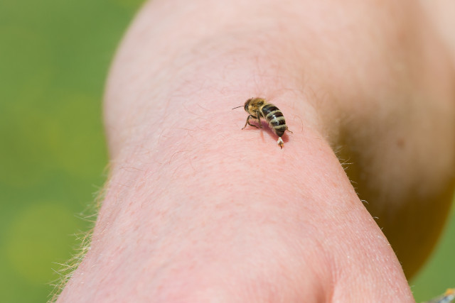 Sticht eine Honigbiene zu, bleibt der Stachelapparat stecken.