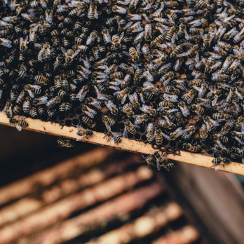 Honigbienen auf der Wabe